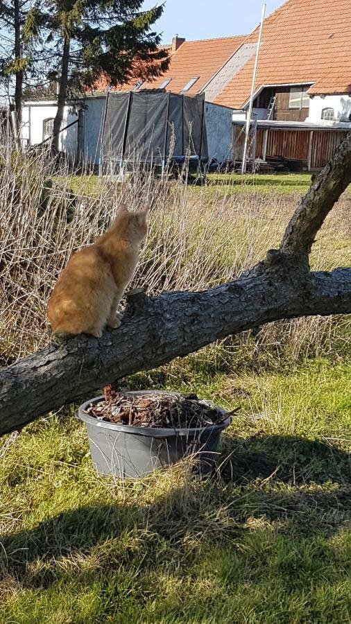 Fewo Am Saalerbodden Bartelshagen  Exteriör bild